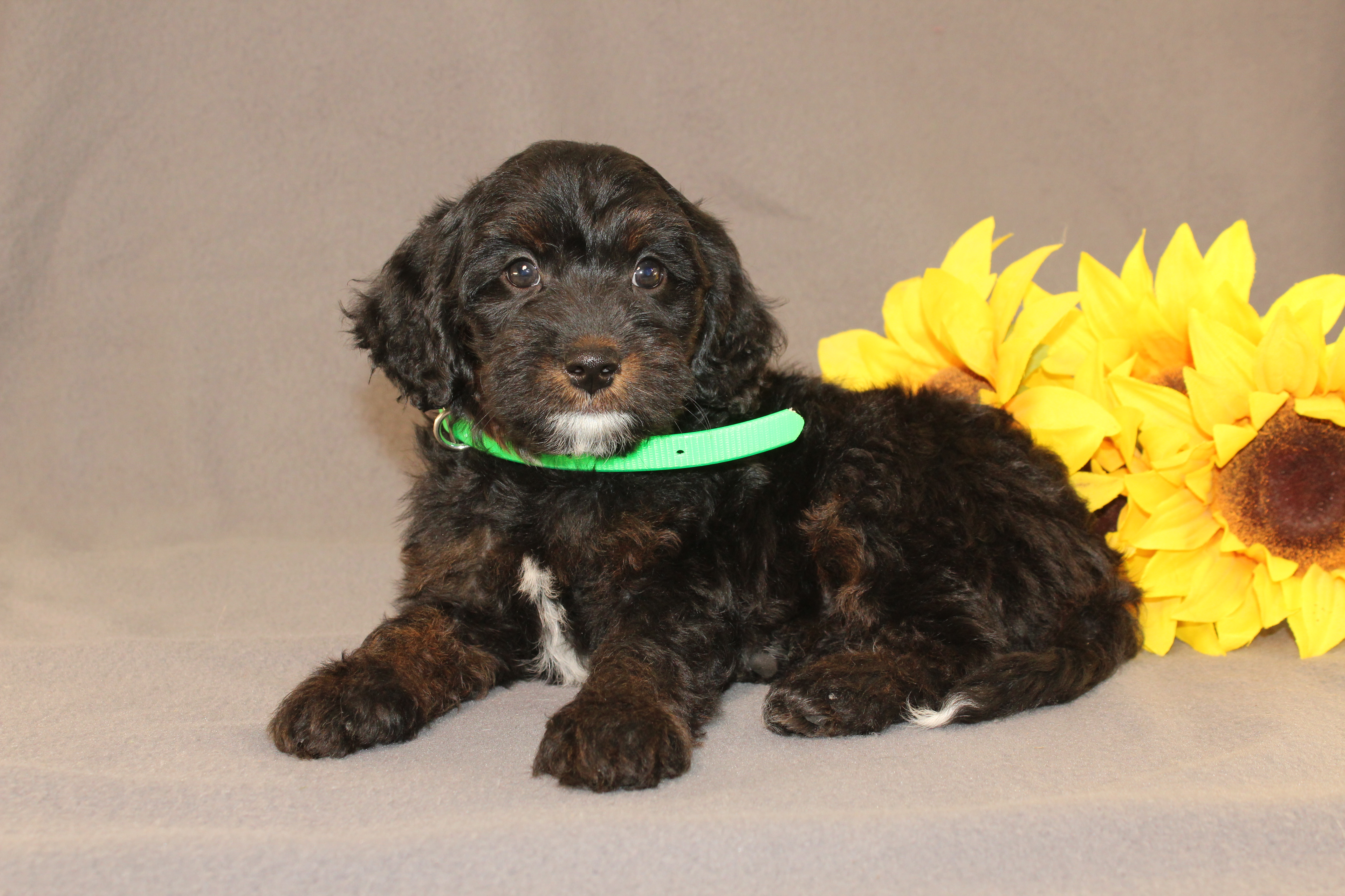 puppy, for, sale, Mini Cavagoldendoodle, Ivan J. Stoltzfus, dog, breeder, Dornsife, PA, dog-breeder, puppy-for-sale, forsale, nearby, find, puppyfind, locator, puppylocator, aca